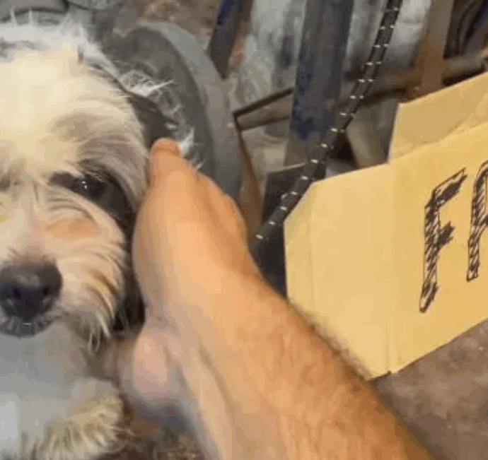 “Cane gratis”: il cartello shock fuori da un supermercato. Le immagini del cucciolo legato a un palo fanno il giro del Web