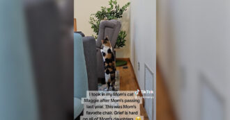 Copertina di “Il dolore è duro per tutte le figlie”: adotta la gatta della mamma morta, il felino fa un gesto d’amore che scalda Tiktok