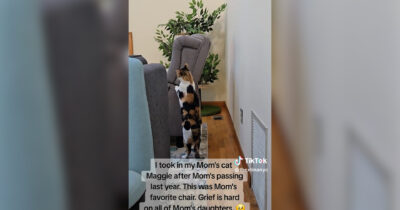 Copertina di “Il dolore è duro per tutte le figlie”: adotta la gatta della mamma morta, il felino fa un gesto d’amore che scalda Tiktok