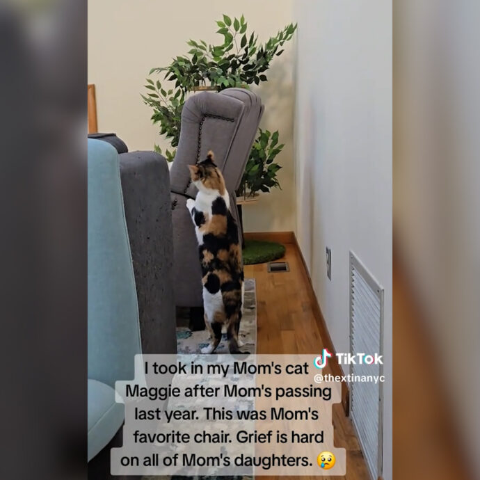 “Il dolore è duro per tutte le figlie”: adotta la gatta della mamma morta, il felino fa un gesto d’amore che scalda Tiktok