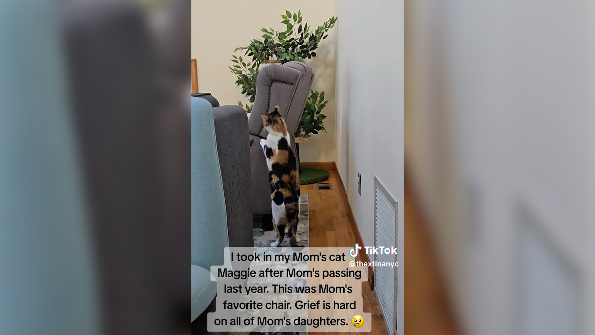 “Il dolore è duro per tutte le figlie”: adotta la gatta della mamma morta, il felino fa un gesto d’amore che scalda Tiktok