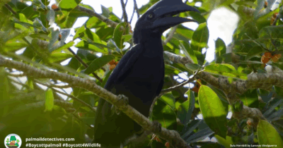 Copertina di Operai salvano un animale in difficoltà in mare e fanno una scoperta incredibile: è un bucero delle Sulu, uno degli esemplari più rari e a maggior rischio estinzione del mondo