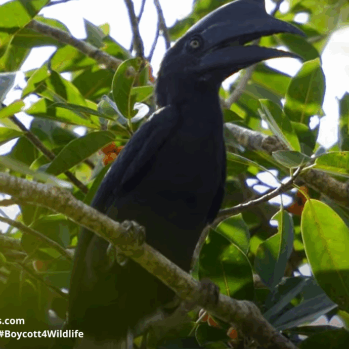 Operai salvano un animale in difficoltà in mare e fanno una scoperta incredibile: è un bucero delle Sulu, uno degli esemplari più rari e a maggior rischio estinzione del mondo