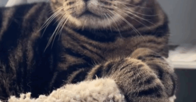 Copertina di “Dopo 11 anni non sono più una persona da gatto, potete sopprimerlo?”: la richiesta shock di una donna a una clinica veterinaria