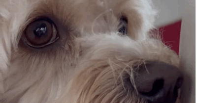 Copertina di Il cane Chico è il primo tedoforo a quattro zampe delle Olimpiadi Milano-Cortina 2026: “È una svolta per il mondo animale”. Ecco come porterà la fiaccola