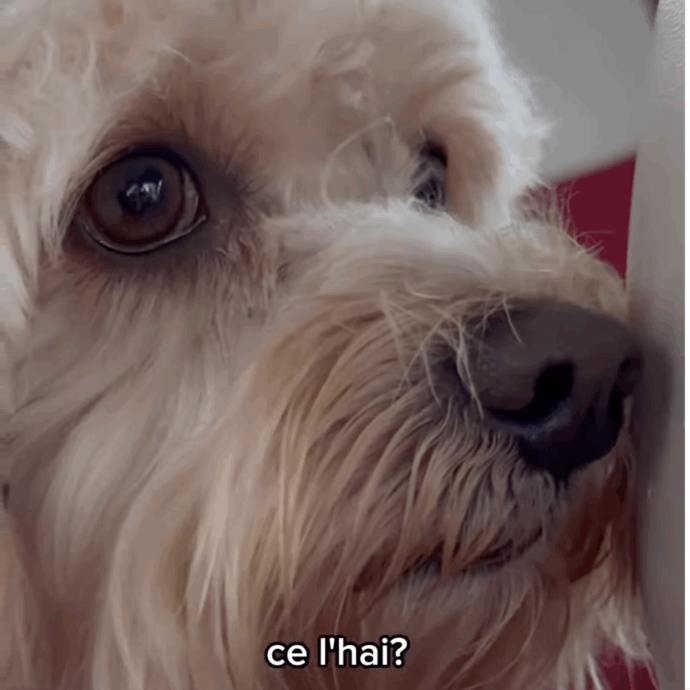 Il cane Chico è il primo tedoforo a quattro zampe delle Olimpiadi Milano-Cortina 2026: “È una svolta per il mondo animale”. Ecco come porterà la fiaccola