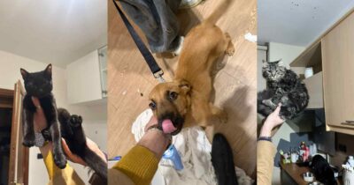 Copertina di “Ha alloggiato in un B&b e poi se ne è andata abbandonando lì i suoi due gatti e un cane. Ha fatto sparire le sue tracce, ma abbiamo segnalato tutto alle autorità”: la denuncia dell’Enpa