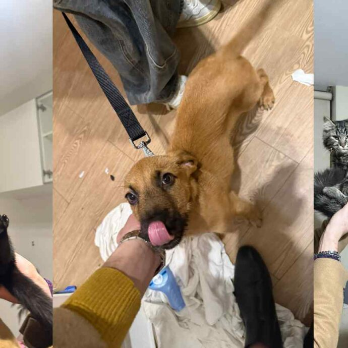 “Ha alloggiato in un B&b e poi se ne è andata abbandonando lì i suoi due gatti e un cane. Ha fatto sparire le sue tracce, ma abbiamo segnalato tutto alle autorità”: la denuncia dell’Enpa