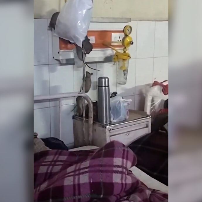Topi si arrampicano sull’asta porta flebo di fianco al letto del malato: il video choc da un ospedale in India