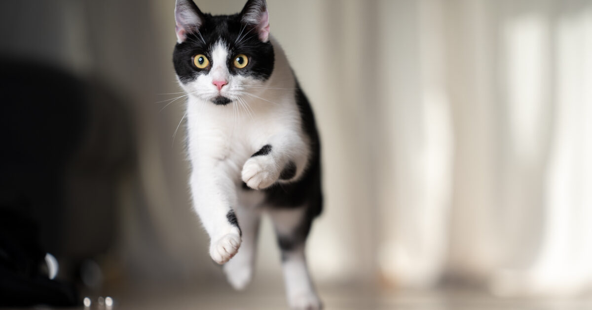 Il gatto Albert messo in vendita su Vinted a 35 euro, una donna vede l’annuncio e salva il micio: “La proprietaria non aveva dato alcun reale valore alla vita”