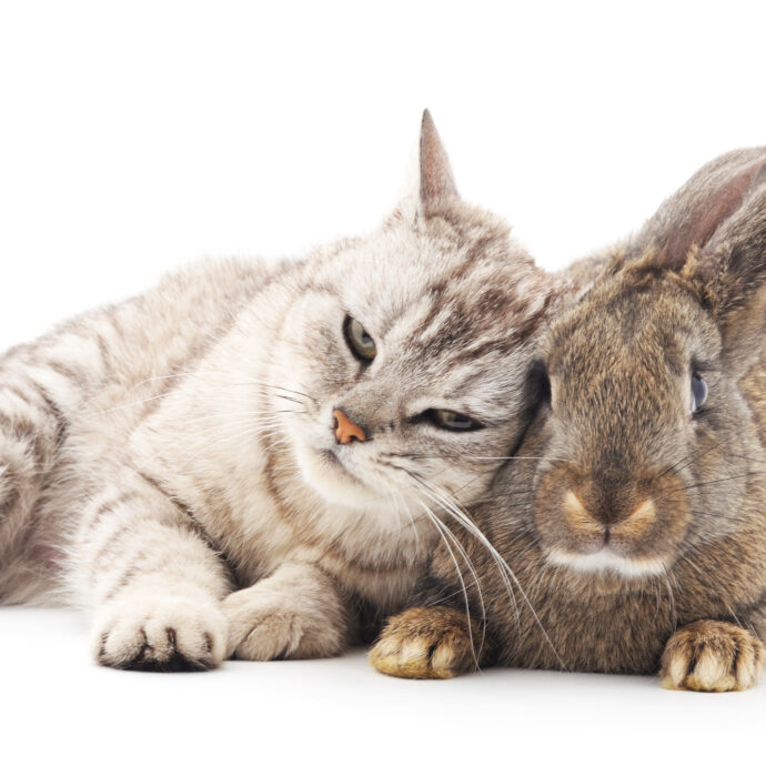 “Sono furiosa”: parte per una settimana di vacanza e affida il suo gatto e il suo coniglio alla sua migliore amica, al ritorno fa una scoperta choc