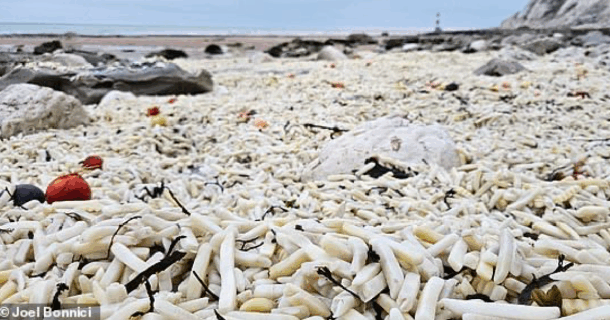 “Sembrava di stare ai Caraibi”: spiaggia invasa da patatine surgelate e cipolle, ecco come è stato possibile (e perché il motivo preoccupa gli ambientalisti)