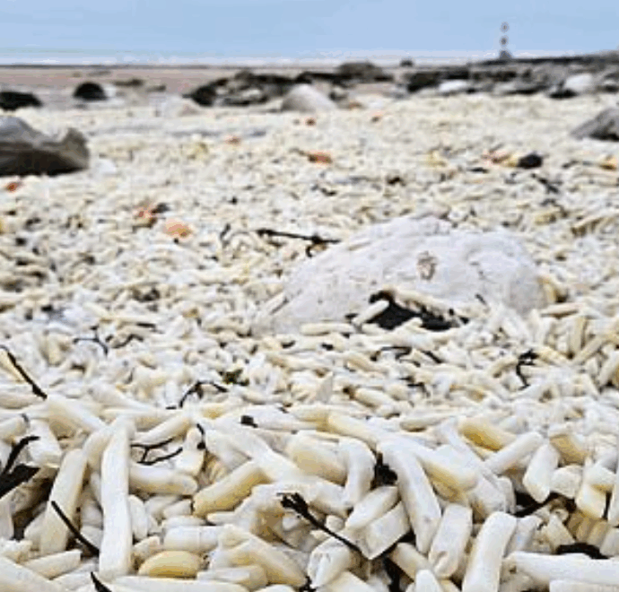 “Sembrava di stare ai Caraibi”: spiaggia invasa da patatine surgelate e cipolle, ecco come è stato possibile (e perché il motivo preoccupa gli ambientalisti)