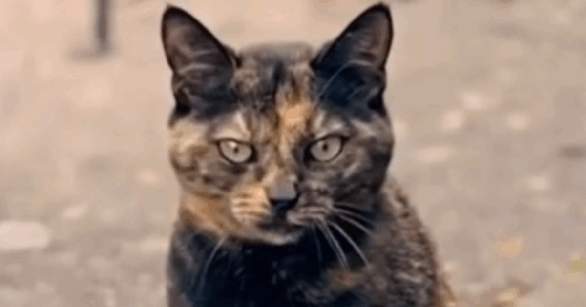 È morta Gina, la gatta mascotte del Vittoriale degli italiani. Il ricordo della Fondazione su Instagram: “Rimarrai per sempre nel nostro cuore”