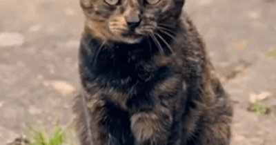 Copertina di È morta Gina, la gatta mascotte del Vittoriale degli italiani. Il ricordo della Fondazione su Instagram: “Rimarrai per sempre nel nostro cuore”