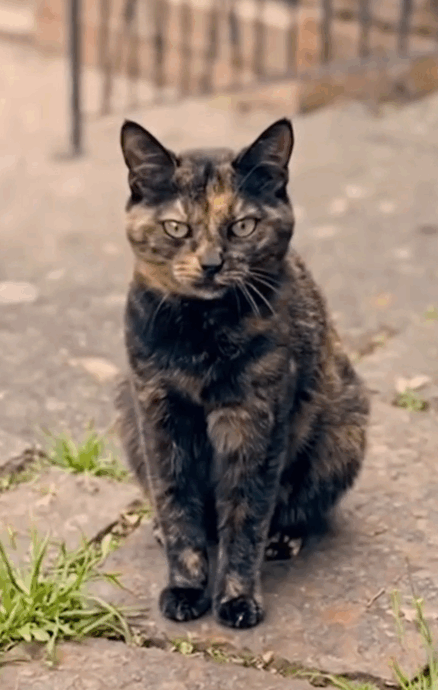 È morta Gina, la gatta mascotte del Vittoriale degli italiani. Il ricordo della Fondazione su Instagram: “Rimarrai per sempre nel nostro cuore”