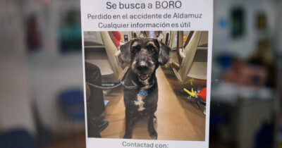 Copertina di Ritrovato vivo Boro, il cane smarrito dopo l’incidente ferroviario in Spagna: questa storia apre uno spazio di senso