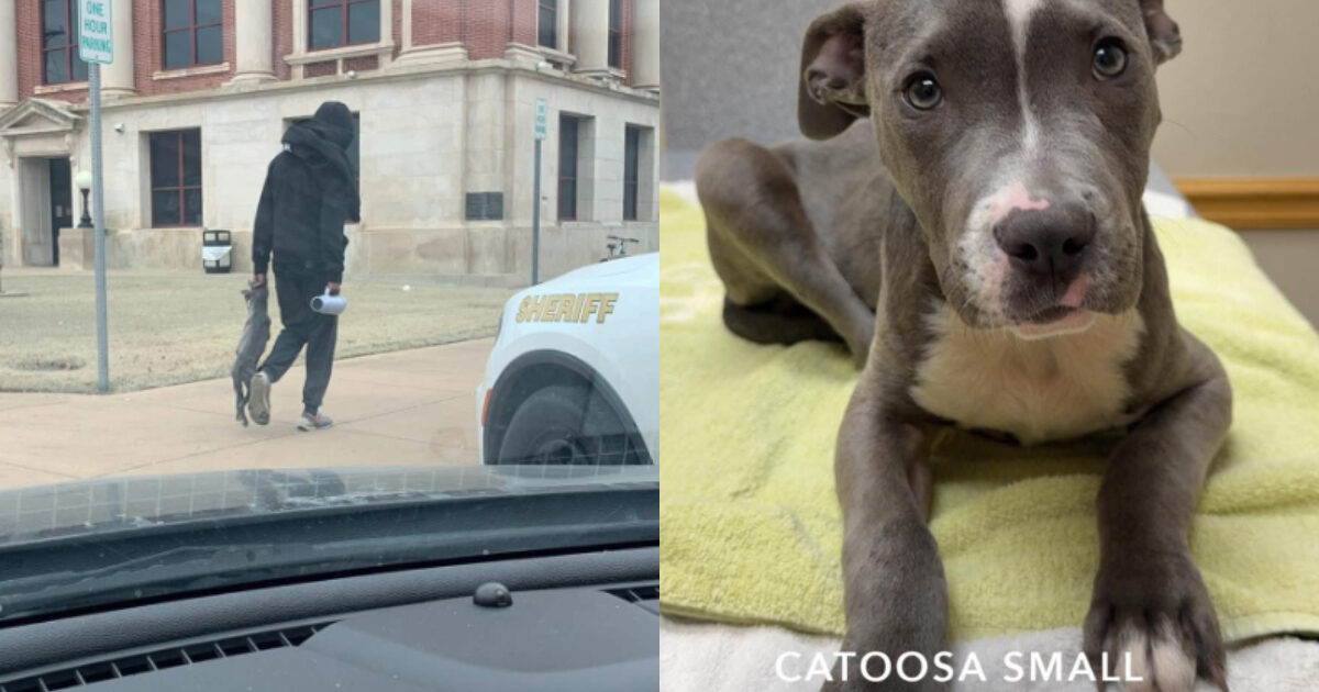 Trascina il cane per il collare tanto da in condizioni gravissime: “L’animale era ridotto così male che abbiamo pensato all’eutanasia”