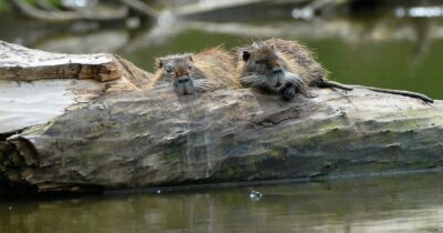Copertina di I leghisti: “La carne  di nutria sia in menu”