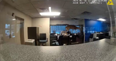 Copertina di Panico in banca, un cervo sfonda la finestra e scatena il caos: immobilizzato e portato fuori – Video