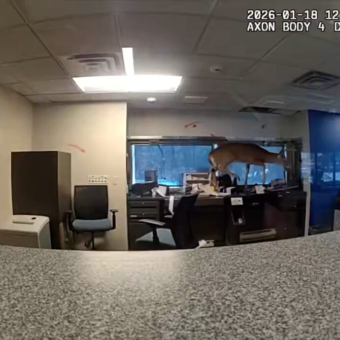 Panico in banca, un cervo sfonda la finestra e scatena il caos: immobilizzato e portato fuori – Video