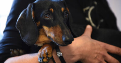 Copertina di Bassotto cieco salvato dal “no” di un veterinario: il padrone voleva farlo sopprimere, ora il cagnolino ha una nuova famiglia