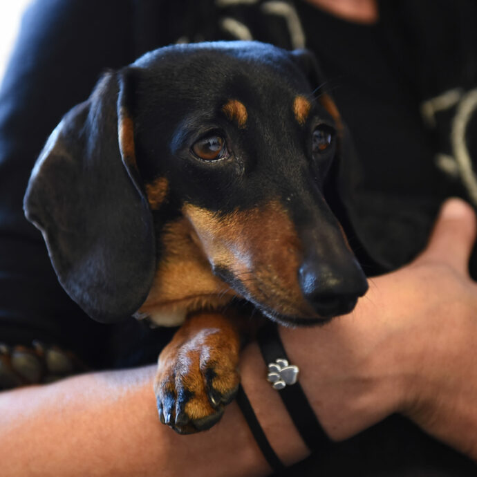 Bassotto cieco salvato dal “no” di un veterinario: il padrone voleva farlo sopprimere, ora il cagnolino ha una nuova famiglia