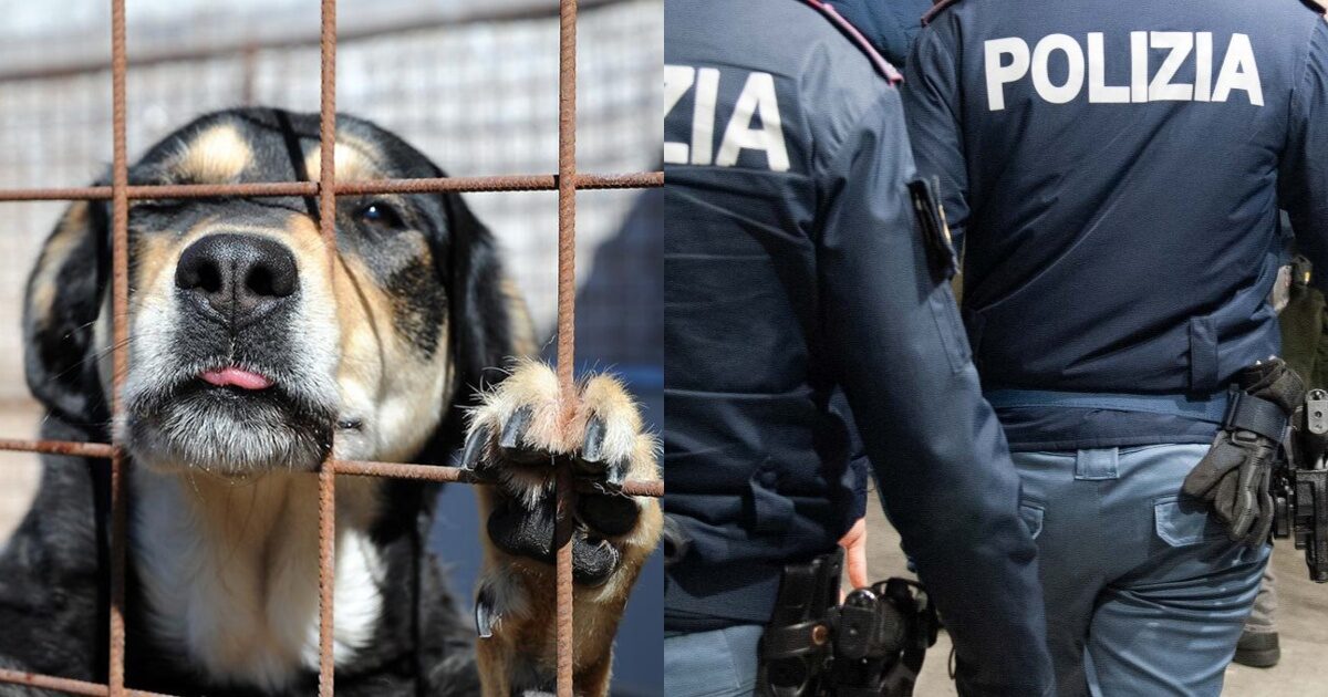 Chiude gli animali domestici nel bagno di casa sua: la polizia denuncia l’uomo e salva i cuccioli dal degrado