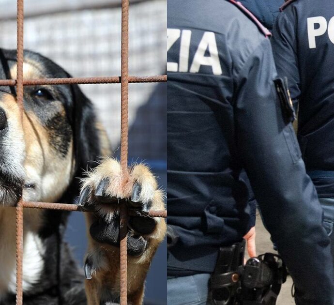 Chiude gli animali domestici nel bagno di casa sua: la polizia denuncia l’uomo e salva i cuccioli dal degrado