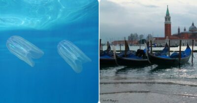 Copertina di Una nuova specie invasiva nella laguna di Venezia: le Noci di mare mettono in pericolo ecosistema e pesca