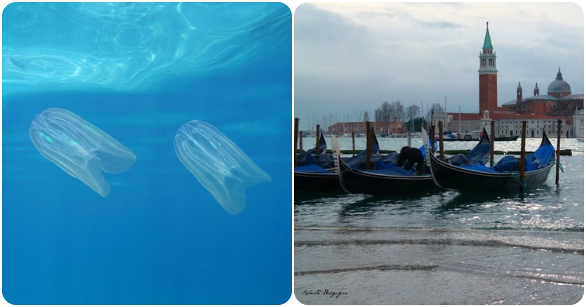 una nuova specie invasiva nella laguna di venezia le noci di mare mettono in pericolo ecosistema e pesca da Ilfattoquotidiano.it una nuova specie invasiva nella laguna di venezia le noci di mare mettono in pericolo ecosistema e pesca
