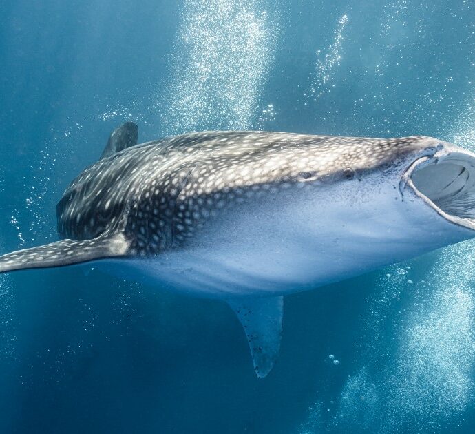 Torturano uno squalo balena e gli tagliano le pinne mentre è ancora vivo, il video choc scatena l’indignazione: “I pescatori saranno indagati”