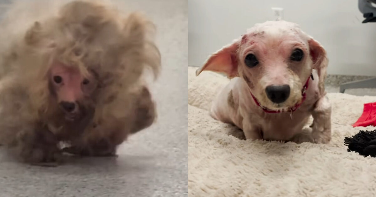 “Quando l’abbiamo vista era esausta e incapace di camminare, aveva un chilo di pelo addosso”: la storia di Dolly, una cagnolina salvata dall’incuria e dalla solitudine