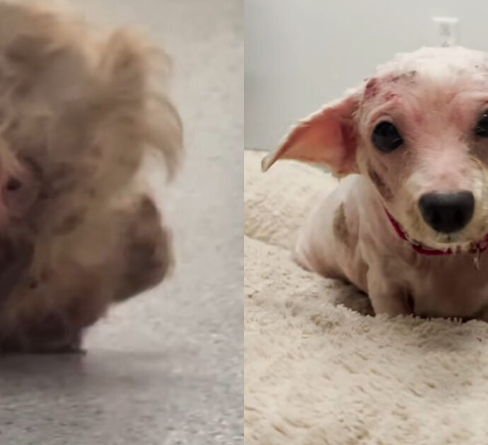 “Quando l’abbiamo vista era esausta e incapace di camminare, aveva un chilo di pelo addosso”: la storia di Dolly, una cagnolina salvata dall’incuria e dalla solitudine