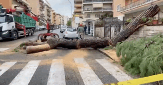 Copertina di Cade un grosso albero in strada a Roma: colpito un autobus Atac alla Balduina. Nessun ferito