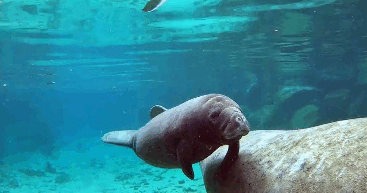 L’incredibile fenomeno di “Three Sisters Springs”: centinaia di lamantini si ammassano lungo la costa della spiaggia. Ecco perché è successo