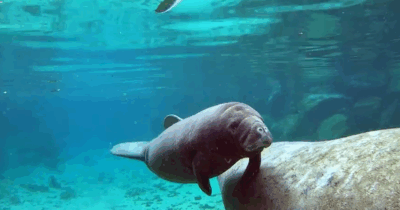 Copertina di L’incredibile fenomeno di “Three Sisters Springs”: centinaia di lamantini si ammassano lungo la costa della spiaggia. Ecco perché è successo