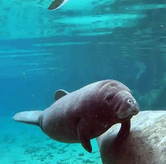 L’incredibile fenomeno di “Three Sisters Springs”: centinaia di lamantini si ammassano lungo la costa della spiaggia. Ecco perché è successo