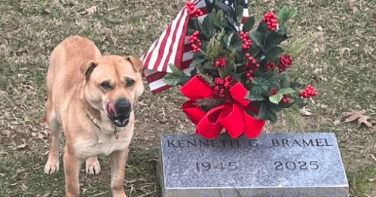 Un cane randagio fa visita ogni giorno ad una tomba: ma è un mistero perché il defunto non era il suo padrone