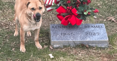 Copertina di Un cane randagio fa visita ogni giorno ad una tomba: ma è un mistero perché il defunto non era il suo padrone