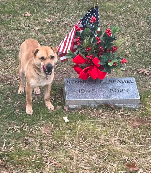 Un cane randagio fa visita ogni giorno ad una tomba: ma è un mistero perché il defunto non era il suo padrone