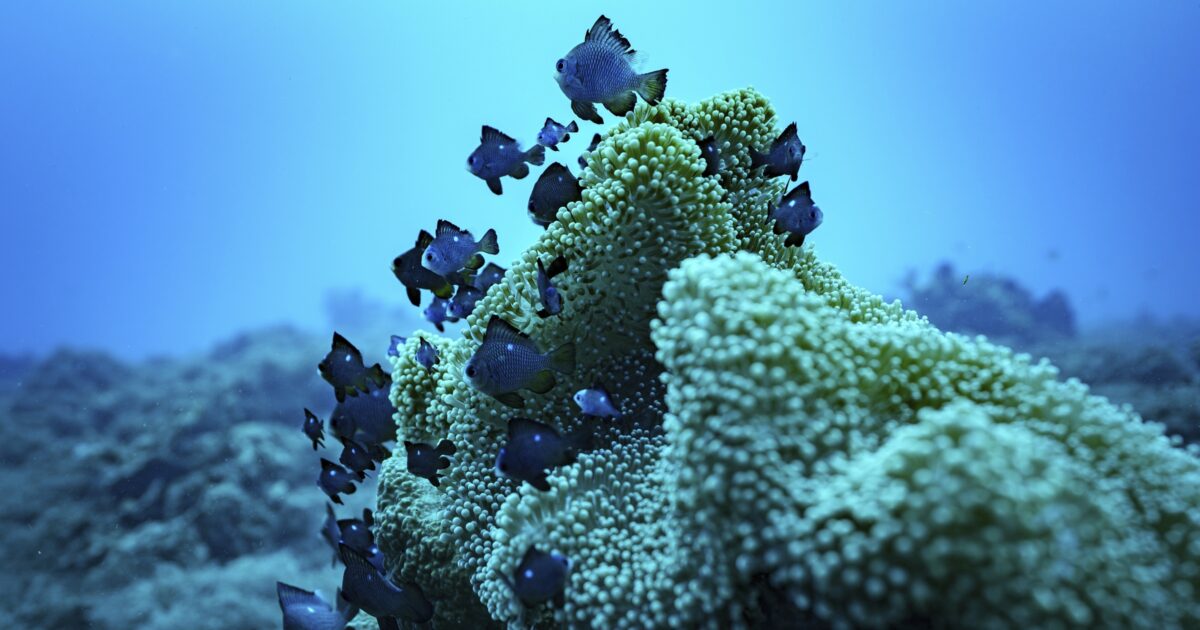 Trovate microplastiche anche nei pesci delle acque incontaminate del Pacifico