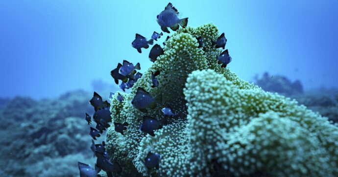 Trovate microplastiche anche nei pesci delle acque incontaminate del Pacifico