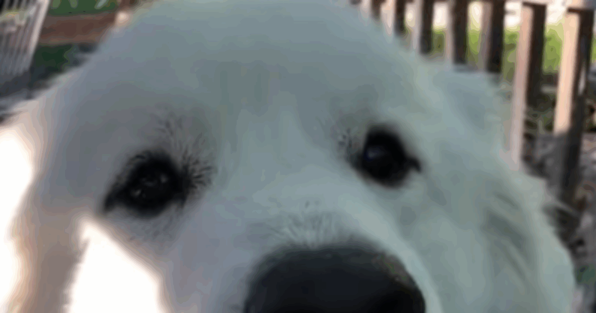 La storia di Brody, il cane gigante abbandonato in un rifugio: pasa 66 chili, è alto più di 1,80 metri e mangia un chilo di crocchette al giorno