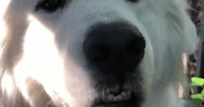 Copertina di La storia di Brody, il cane gigante abbandonato in un rifugio: pasa 66 chili, è alto più di 1,80 metri e mangia un chilo di crocchette al giorno