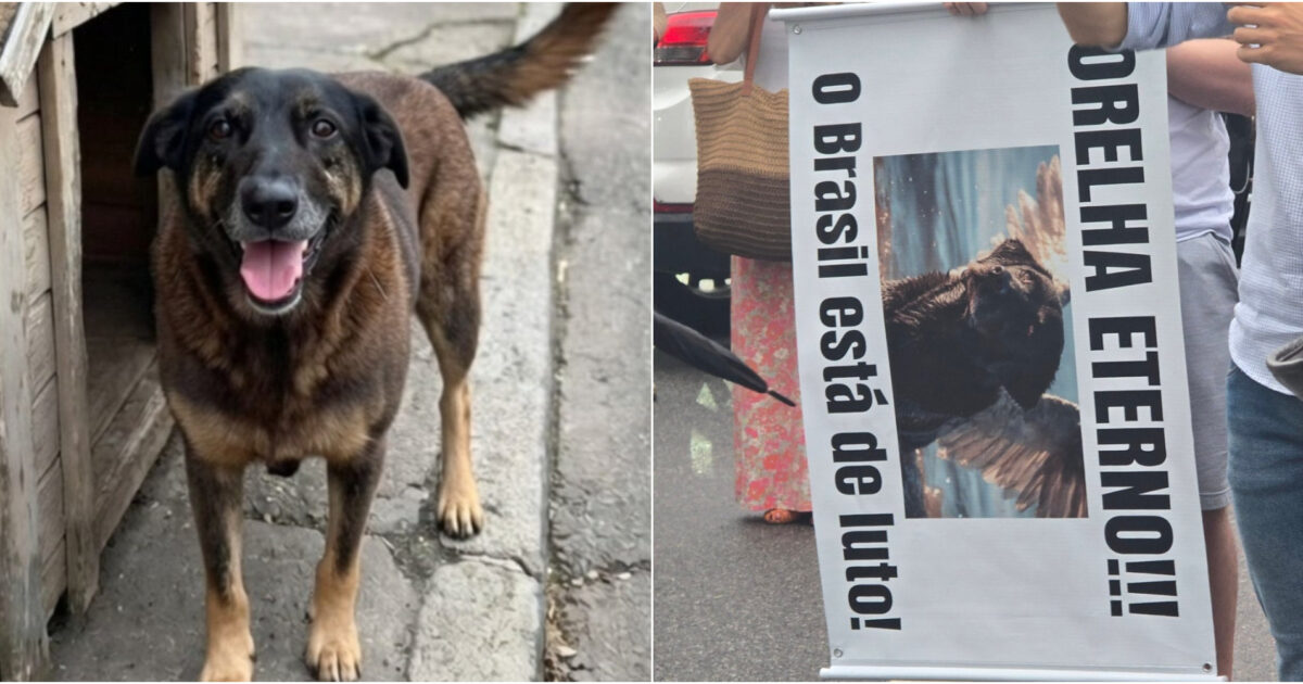 “Crudeltà senza fine”: torturano e uccidono l’anziano cane randagio Orelha, quattro adolescenti accusati di maltrattamenti. Il caso diventa virale sui social