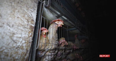 Copertina di Carcasse ovunque e uova sporche: Report entra con Food for profit nell’allevamento del presidente degli avicoltori di Confagricoltura