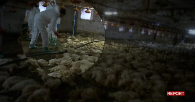 Copertina di Anatre uccise a bastonate in un allevamento colpito da influenza aviaria: la clip di anticipazione di Report