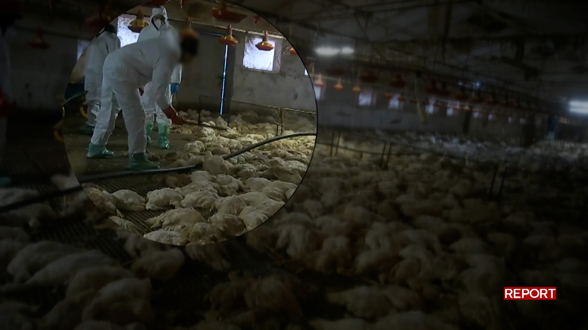 Anatre uccise a bastonate in un allevamento colpito da influenza aviaria: la clip di anticipazione di Report