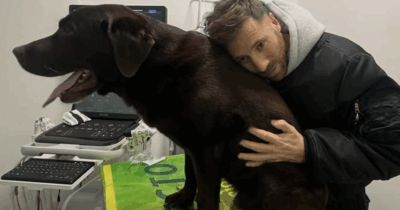 Copertina di “Sono giorni che il mio labrador Dotto piange, si lamenta, cammina male. Non abbiamo risposte, se qualcuno di voi può sapere qualcosa ci aiuti”: l’appello di Nicolò De Devitiis